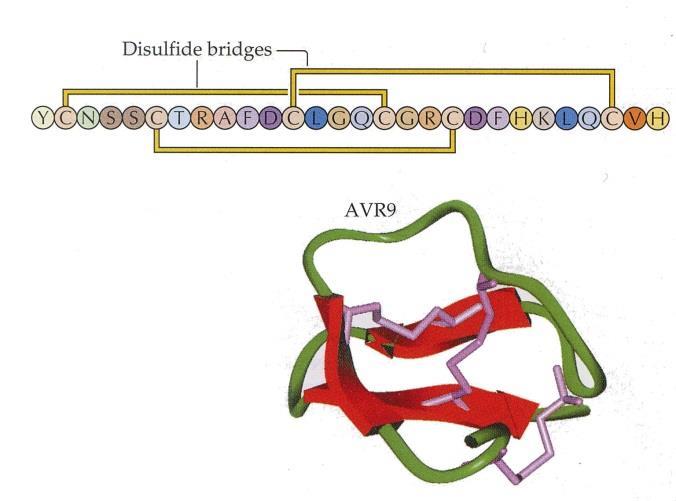Molekulární genetika rezistence rostlin k chorobám Inkompatibilní interakce patogen hostitel Patogen Melampsora lini Cladosporium fulvum virus