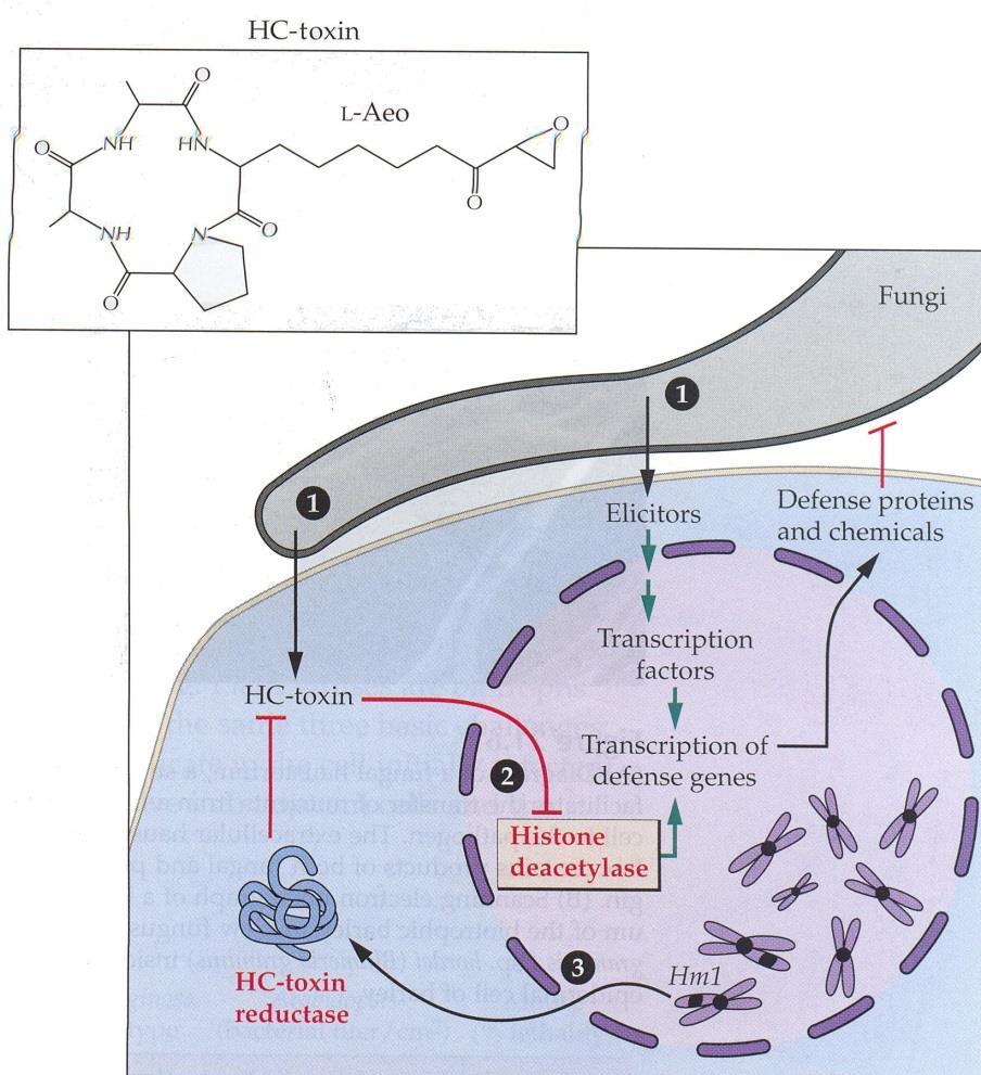 2. Tvorba toxinů a elicitorů Cochliobolus carbonum Elicitory HC-toxin inhibuje