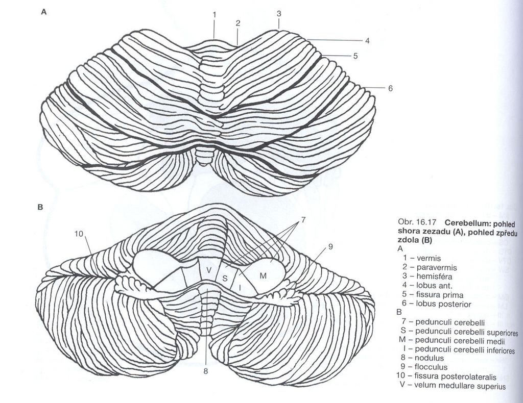 Příloha č.1- Anatomie mozečku 2002) Obr.č.1- Cerebellum: pohled shora zezadu a zpředu zdola (Naňka, Elišková, Obr.