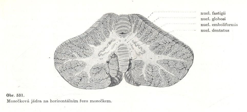 Obr.č.3- Mozečková jádra (Borovanský a kol., 1967) Obr.č.4- Schéma struktury mozečkové kůry (Borovanský a kol.