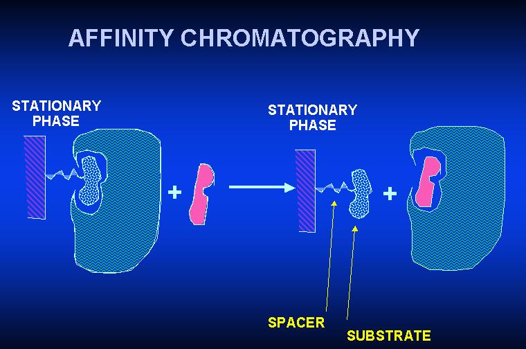 Afinitní chromatografie Vysoce specifická chromatografie molekuly jsou rozpoznávány činidlem vázaným