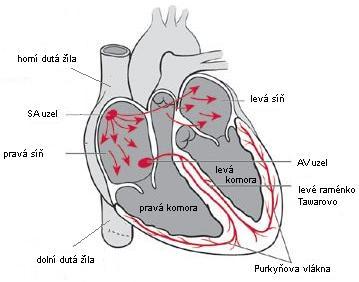 Obr 2.2 Převodní srdeční systém Depolarizace běžně začíná v sinoatriálním uzlu (SA), který je tzv.