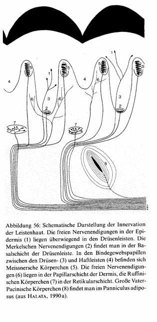 Mechanoreceptory 1 E volná nervová zakončení 2 Merkelovy buňky 3 lišta potní žlázy 4 adhezivní