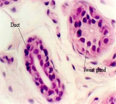 POTNÍ ŽLÁZY EKRINNÍ APOKRINNÍ ochranný plášť, kyselá reakce glandulae sudoriferae axillares glandulae