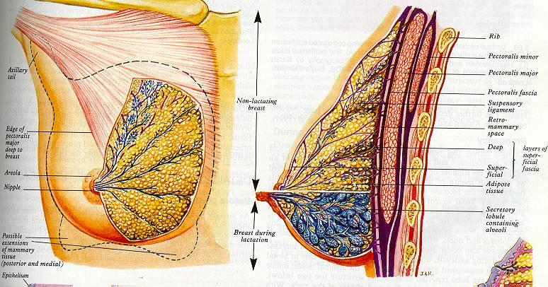 areola - glandulae areolares Montgomery, - papilla, area cribriformis papillae lobi