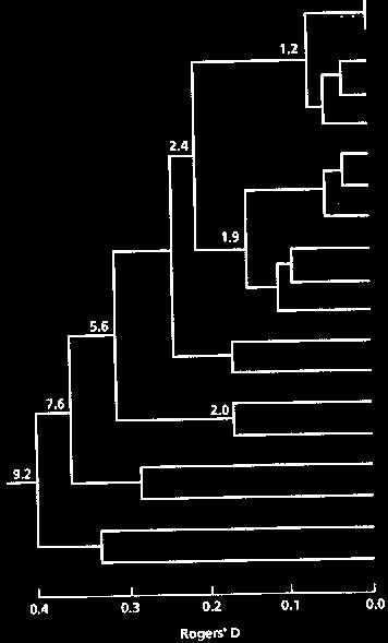 Rychlost evoluce molekulární hodiny předpokládá konstantní rychlost mutací 10-7 /lokus*rok může být i velmi proměnlivá vztah mezi genetickou