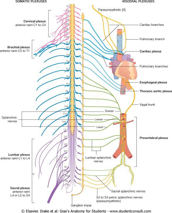 Sympatická ganglia paravertebrální ganglia tvoří truncus sympathicus (C a L ggl.