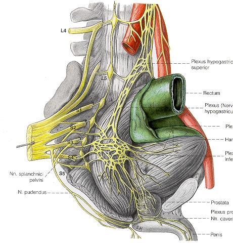 Sakrální parasympatikus (nn. splanchnici pelvici) se spojuje s plexus hypogastricus superior sympatickým a vytváří smíšenou pleteň (pl. hypogastricus inf.), která slouží k inervaci pánevních orgánů.