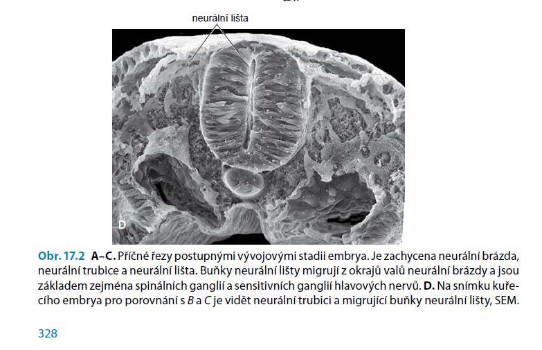 sulcus limitans basální ploténka