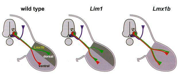 Lim1+/+ Lmx1b +/+ Lim1 -/- Lmx1b -/- Lim TF v