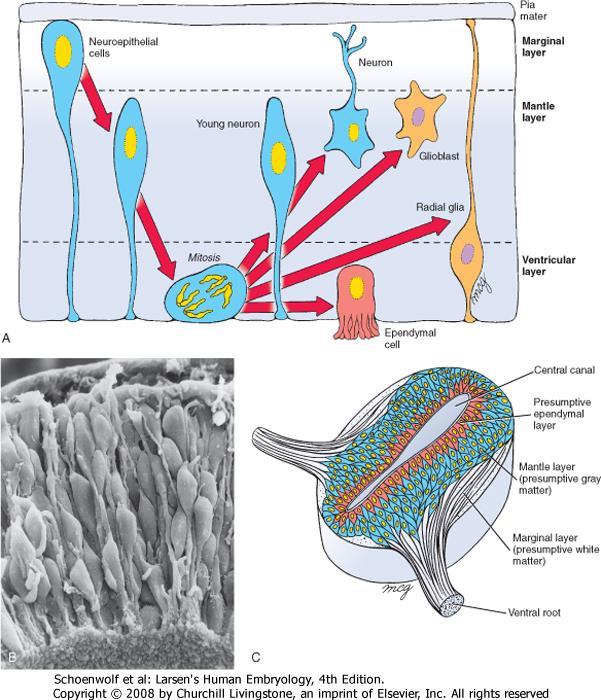 Neuroepithel m.