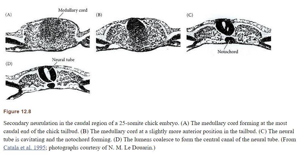 The portion of the neural tube posterior to the hind limbs is formed by