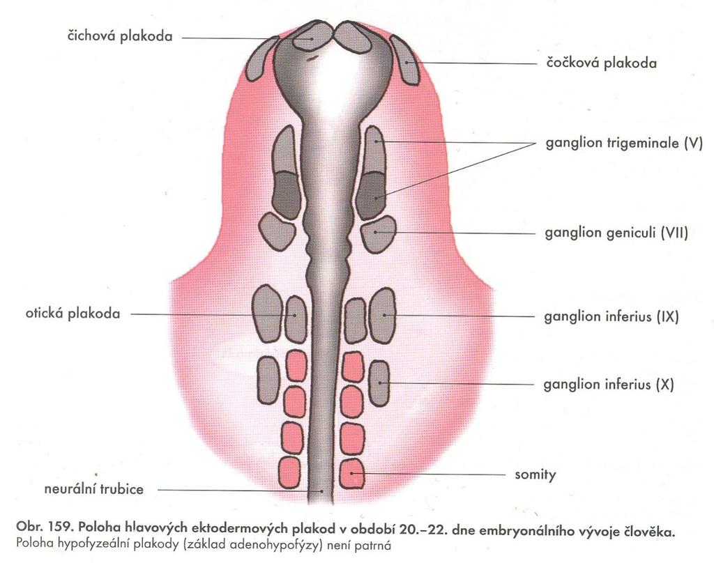 Epidermové plakody smyslové bb.