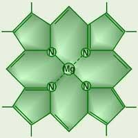 FOTOSYNTETICKÉ PIGMENTY - chlorofyl a modrozelený - chlorofyl