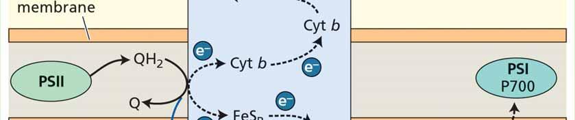 elektronů