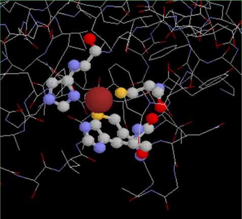 Plastocyanin Antony Crofts 1996 Cu center plastocyaninu Cu