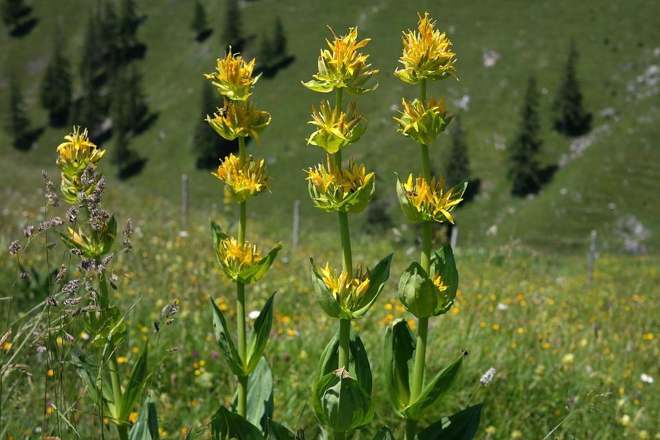 Hořec žlutý Gentiana lutea Gentianaceae, kořen Iridoidy gentiamarin, gentiopikrin Cholagogum,