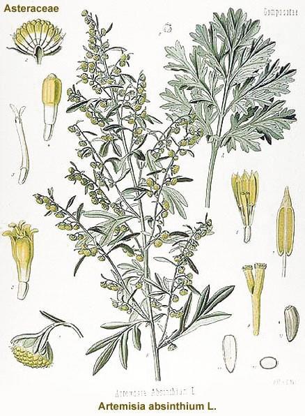 Pelyněk pravý Artemisia absinthium