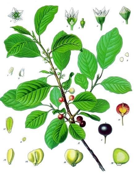 Krušina olšová - Rhamnusfrangula Rhamnaceae, kůra Deriváty antrachinonu - hydroxyantrachinoidní