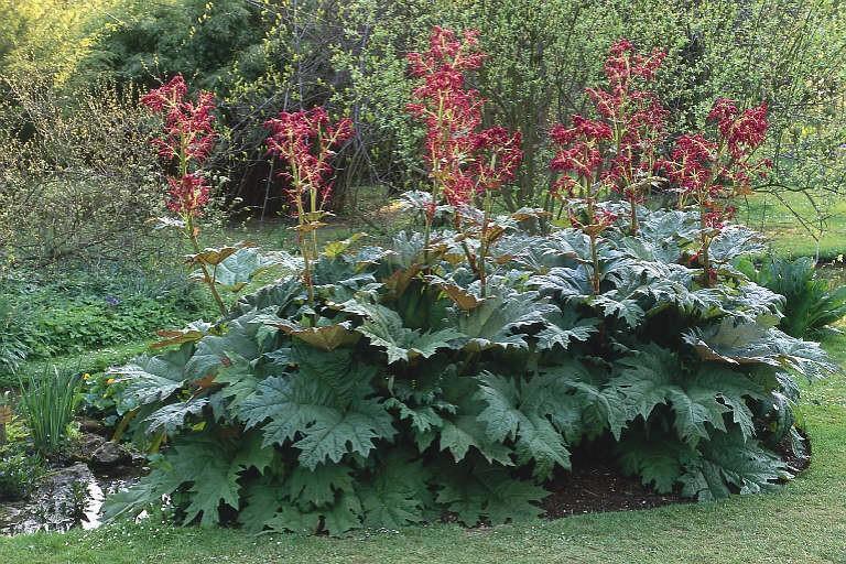 Reveň dlanitá - Rheum palmatum Polygonaceae, kořen, příbuzná rebarboře Deriváty antrachinonu - hydroxyantrachinoidní