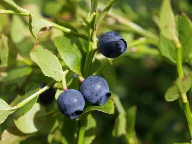 Brusnice borůvka Vaccinium myrtillus Ericaceae, plod Polyfenoly třísloviny, katechin