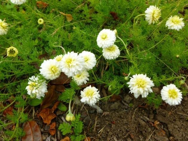 Heřmánek římský - Chamaemelum nobile Asteraceae,květ