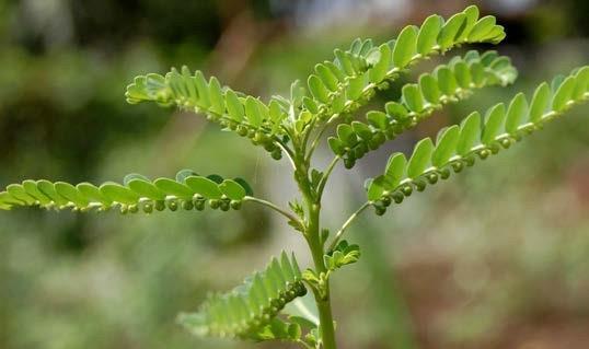 Smuteň hořká - Phyllanthus amarus Pryšcovité, listy