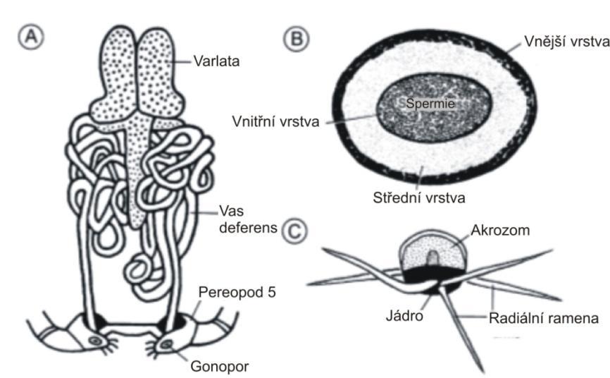 A celkový pohled na samčí pohlavní orgány; B průřez spermatoforem ve vývodných pohlavních cestách; C uvolněná spermatozoa s dlouhými radiálními rameny Obr.