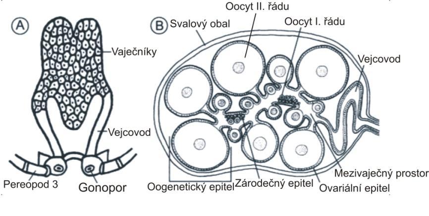 Toto stádium opouští zárodečný epitel ve velikosti 30 50 µm a formuje vaječníkový epitel do nového oogenetického váčku. Zde se oocyt usazuje a začíná meiotické dělení (Abdu et al., 2000).