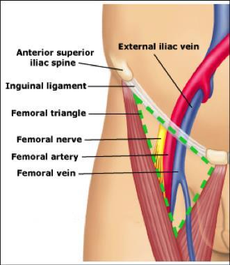 Vena femoralis punkce pod tříselným vazem mediálně od arterie průběh v nervově cevním