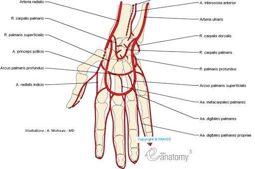 Kanylace arterie dáváme přednost distálním tepnám zásobujícím region s kolaterálním cévním zásobením nejčastěji a.