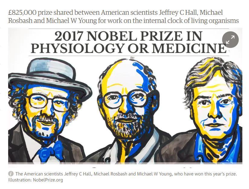 In 1984, Jeffrey Hall and Michael Rosbash at Brandeis University in Waltham, Massachusetts, studied the period gene and the protein the body makes from it.