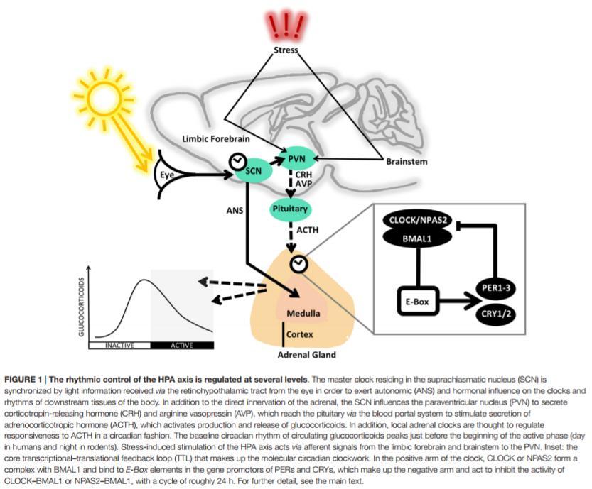 Paraventrikulární jádro PVN CLOCK circadian locomotor output cycles kaput Suprachiasmatické jádro SCN NPAS2 neuronal PAS