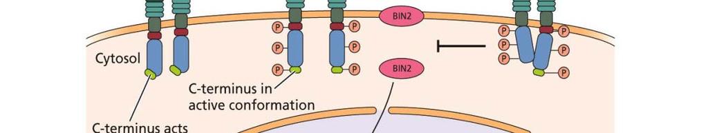 Přenos signálu úloha proteinu BIN2 (brassinosteroid- insensitive 2) 26 Lokalizace BIN2: Plazma membrána Cytoplazma