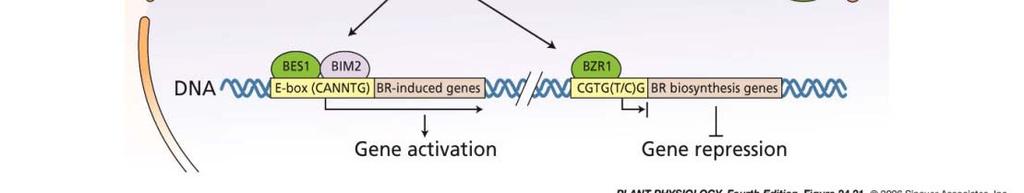 BIN2 BR P BES1 a BZR1 transkripční faktory BR-indukovaných genů; krátká životnost; degradace 26S proteasome