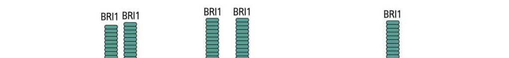 27 Přítomnost BR = vazba BR k receptoru BIM1 E-box (CANNTG)