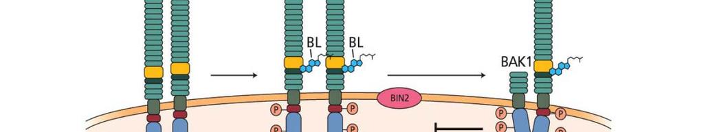 kinázy (ne)známým mechanismem + Aktivita serin/threonin