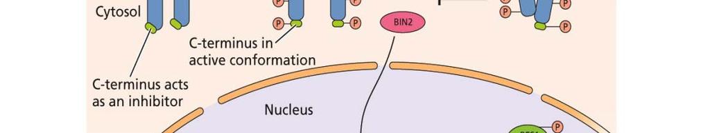 P P 14-3-3 Lokalizace v cytoplazmě Akumulace