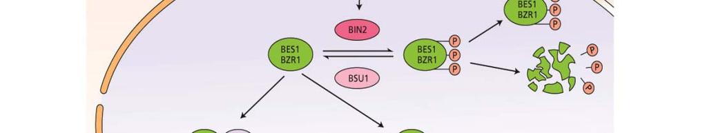 (2007) Plant Cell 19: 2749-2762 P P BZR1 P P vazba k DNA BR?