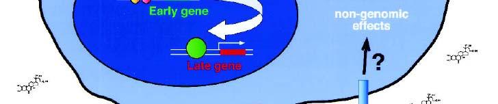 Absence ecdysteroidu Nerovnoměrná distribuce EcR mezi cytoplazmu a jádro E-doména EcR (stejně jako E-doména USP) zvyšuje jadernou lokalizaci EcR i při absenci