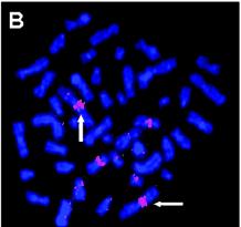 genových kopií Fluorescenční analýza DNA na základě vazby komplementární próby značené pomocí QDs.