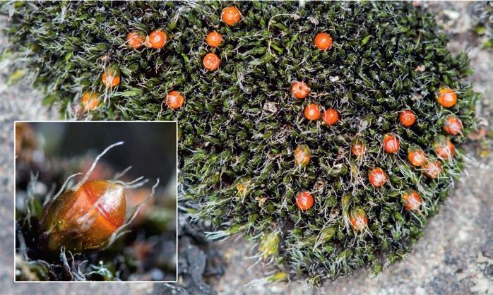 Koval Fig. 4. Bryum intermedium sporophytes matures gradually and it has an asymmetric capsule; Králický Sněžník Mts, Horní Morava village, 18 October 2008. Photo by Š.