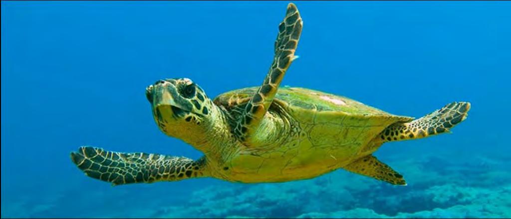 NAVIGACE KARETY OBECNÉ v roce 1996 překonala želva Adelita 14 500 km z Mexika přes celý Tichý oceán Typicky migratorní druh, migruje na dlouhé vzdálenosti.