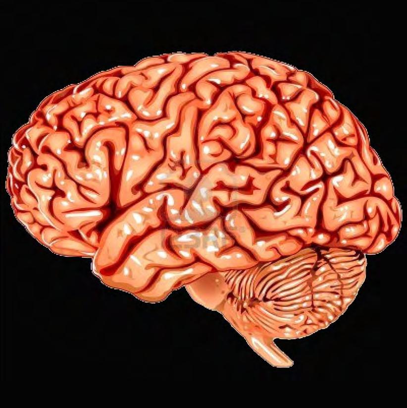 gyrifikace mozkové kůry a mozečku mozkové závity