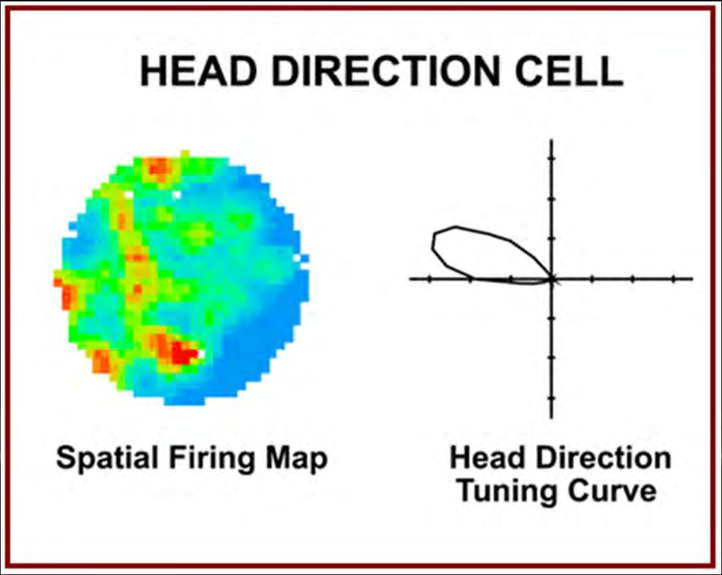 BUŇKY SMĚRU HLAVY Neurony směru hlavy (head direction cells) postsubikulum, anteriorní thalamus atd.