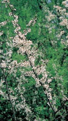 SlivoÀ trnitá (Prunus spinosa) rozkvétá brzy na jafie bohatstvím bíl ch kvûtû. 3 Louka je na plochém terénu Trnovky uprostfied lesních porostû.