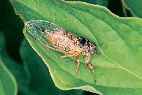 3-76_BM_uzemi_.4.008 3:49 Stránka 47 Okres Brno-mûsto cox), pry ec prutnat (Tithymalus tommasinianus), divizna jiïní rakouská (Verbascum chaixii subsp.
