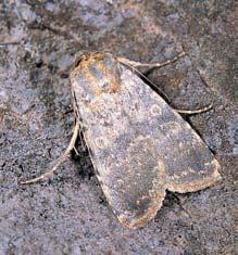 ZVÍ ENA Území je mimofiádnû cenné z entomologického hlediska a jako souãást celého komplexu biotopû v oblasti HádÛ je objektem pozornosti entomologû zhruba od poloviny 9. století.