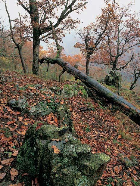 na povrch v podobû skal a skalek, místy i ãetn ch su- Èovisk. Údolní svah je zvlnûn úpady.