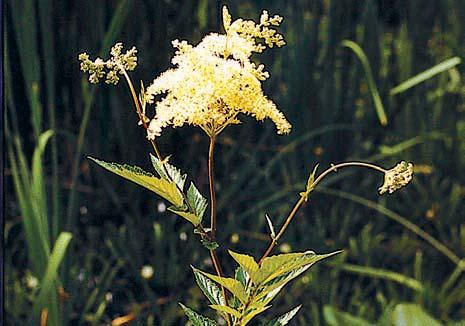 KVùTENA PfievaÏující dfievinou v bfiehov ch porostech rybníãkû je ol e lepkavá (Alnus glutinosa).